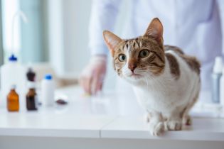 Co powinien zawierać program zapobiegania wypadkom i urazom w zakładzie leczniczym dla zwierząt?
