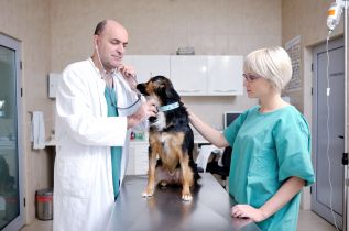 Program zapobiegania wypadkom i urazom w zakładzie leczniczym dla zwierząt