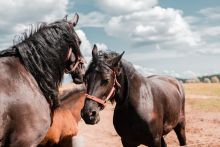 Czym karmić konia, aby zachować jego zdrowie i dobrą formę?